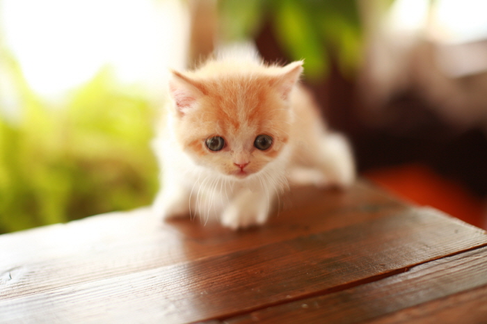 브리티쉬숏헤어 분양합니다