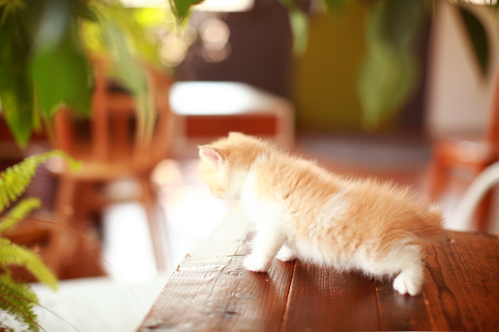 브리티쉬숏헤어 분양합니다