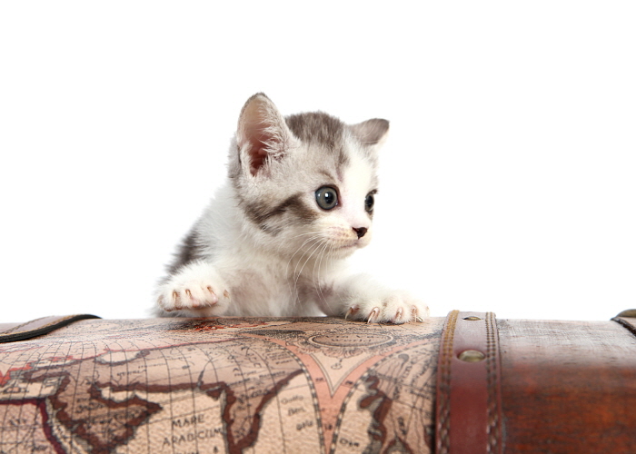 브리티쉬숏헤어 분양합니다