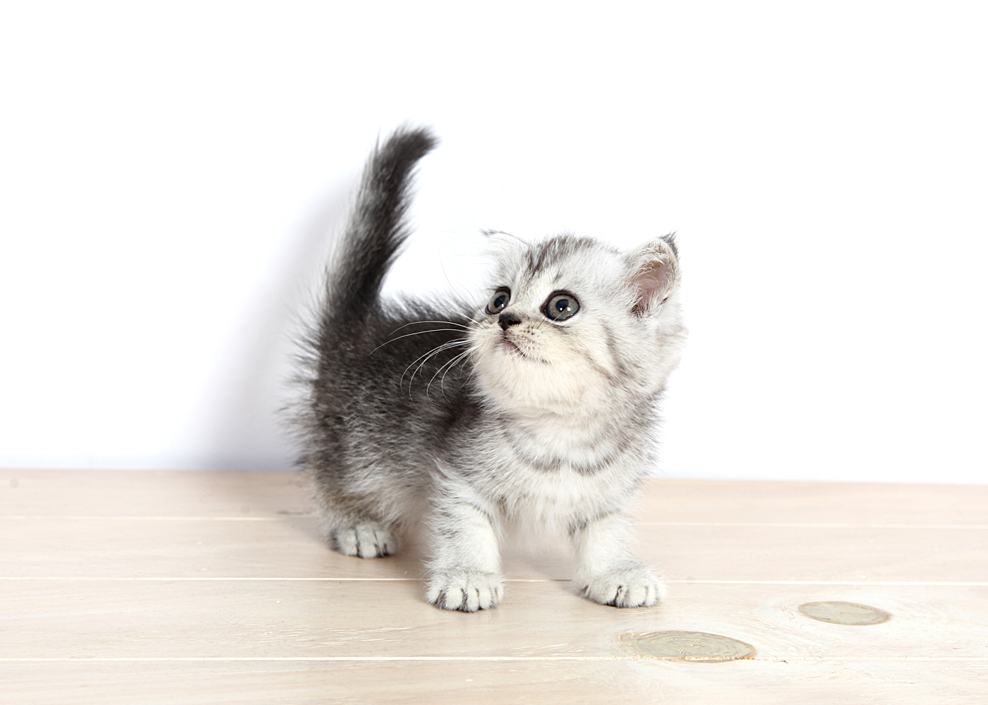 브리티쉬숏헤어 분양합니다