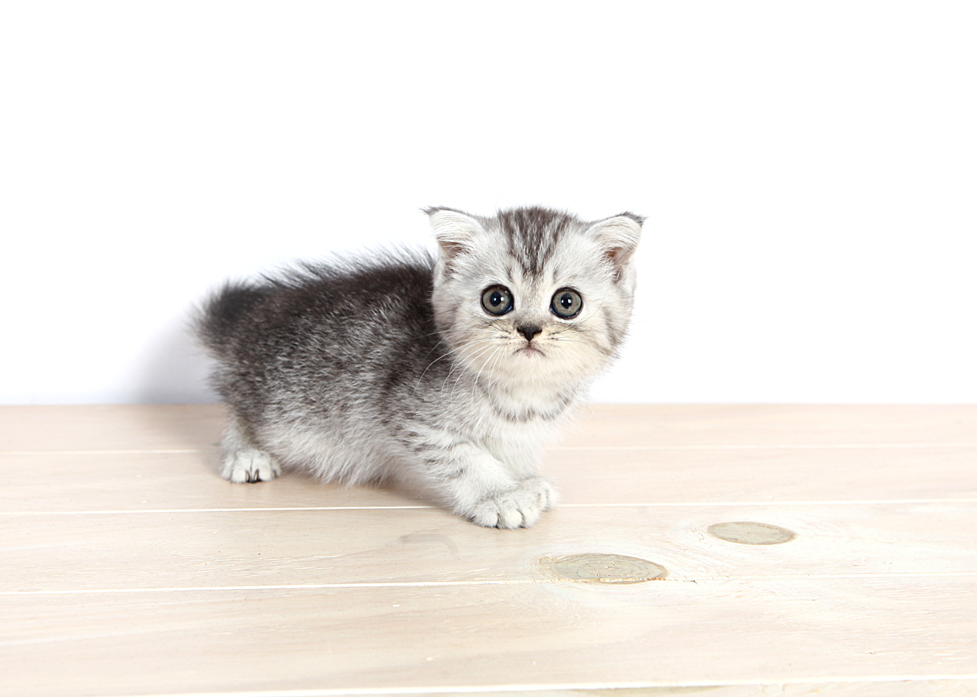 브리티쉬숏헤어 분양합니다