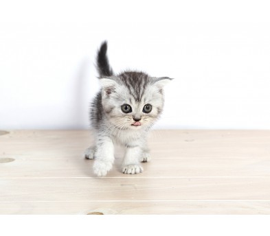 브리티쉬숏헤어 분양합니다