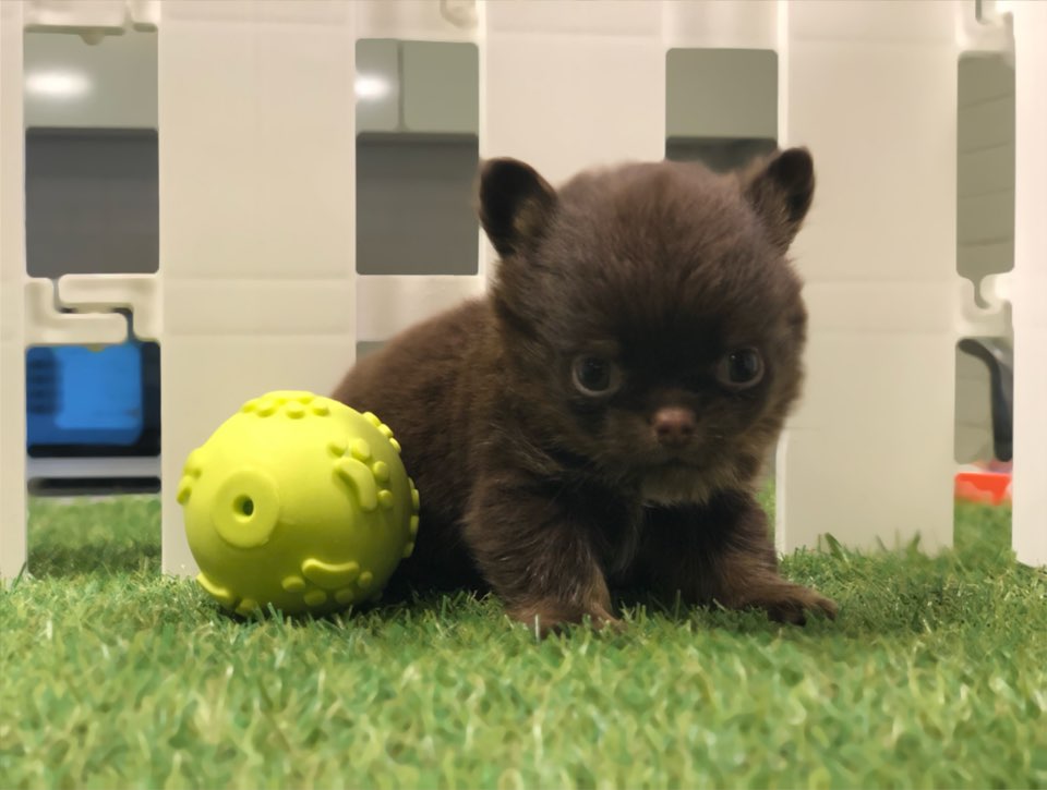 치와와 분양합니다