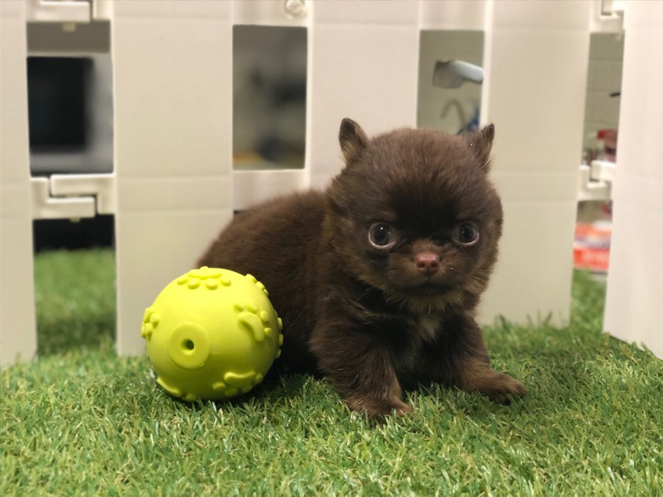 치와와 분양합니다