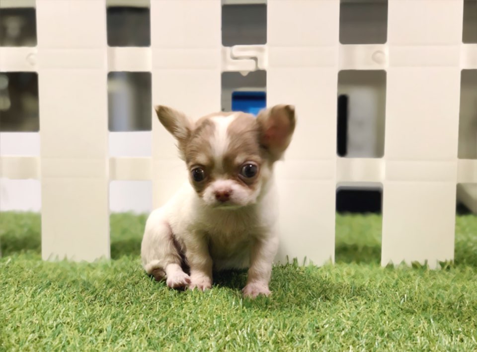 치와와 분양합니다