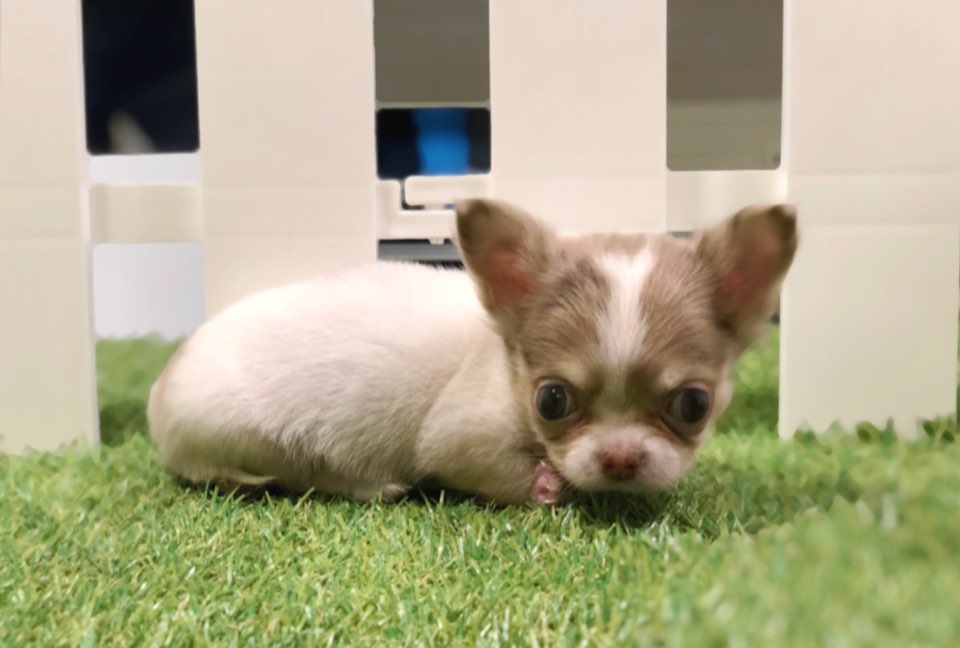 치와와 분양합니다