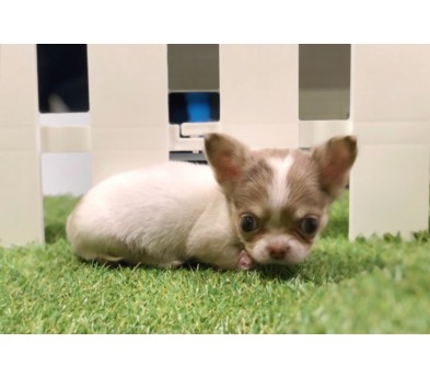 치와와 분양합니다