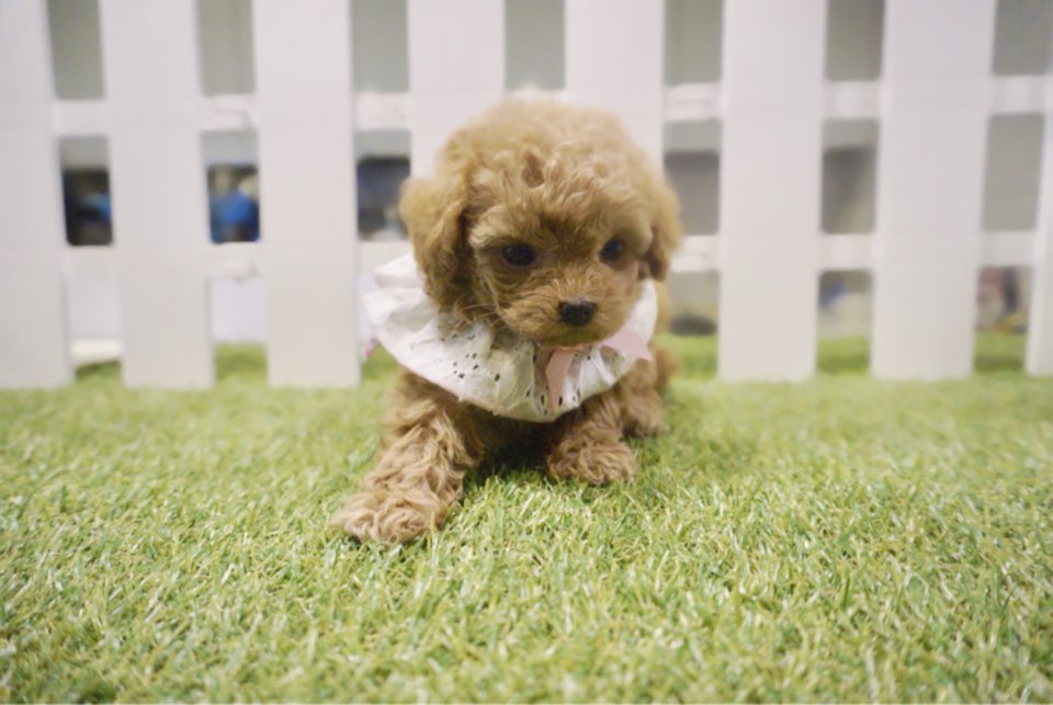 토이푸들 분양합니다