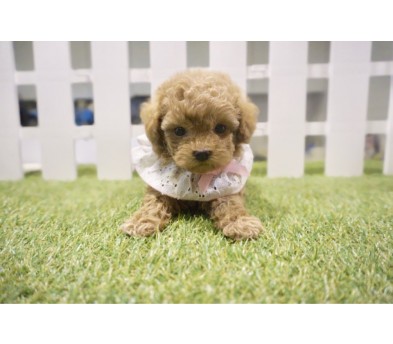 토이푸들 분양합니다