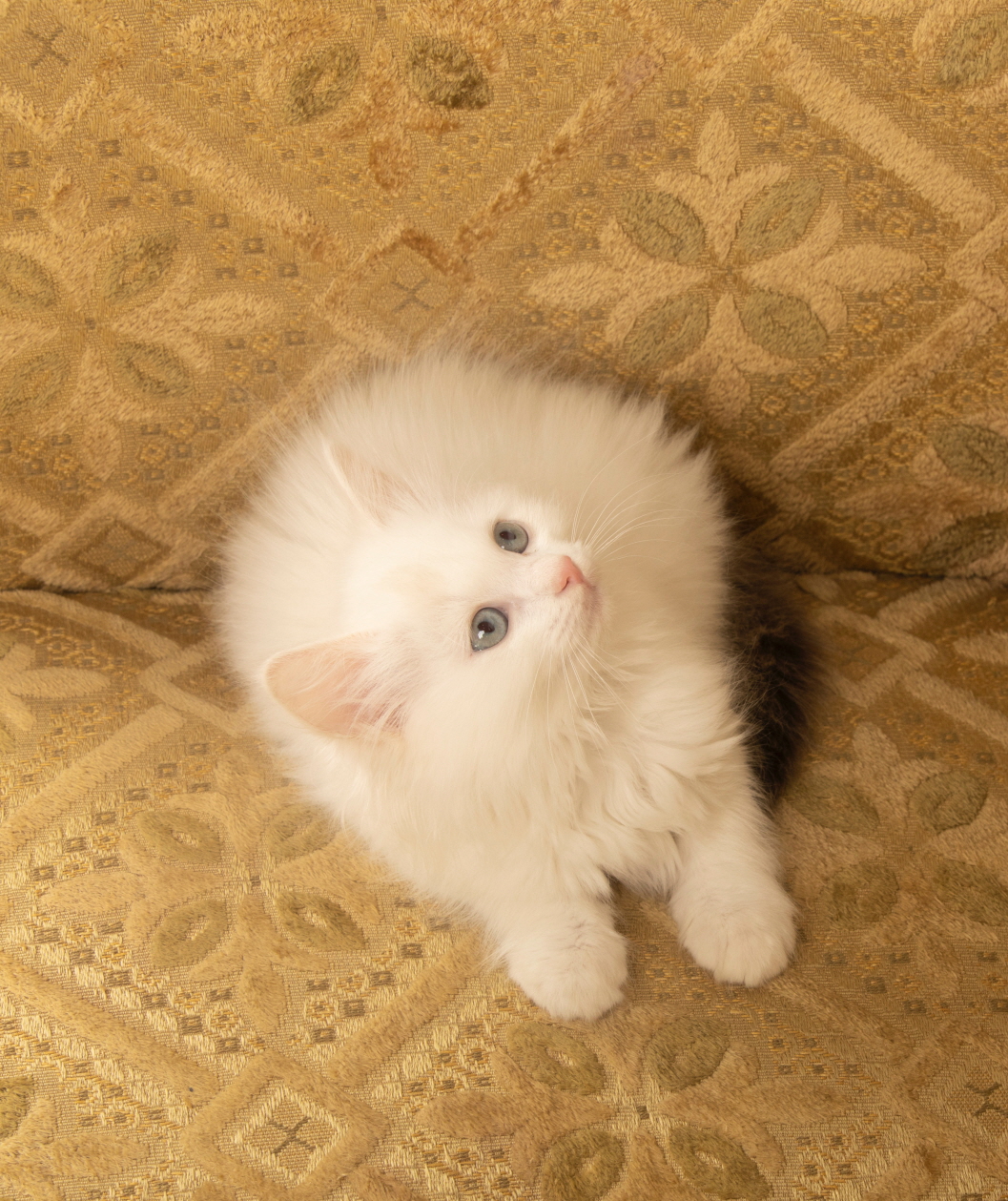 렉돌 분양합니다