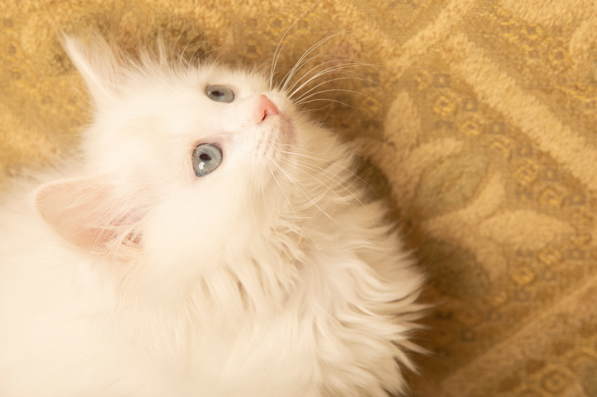 렉돌 분양합니다