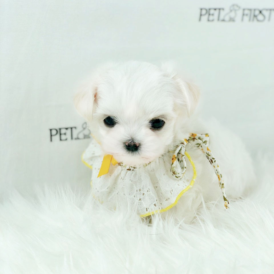 말티즈 분양합니다