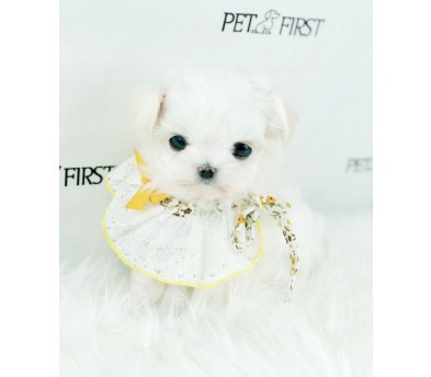 말티즈 분양합니다