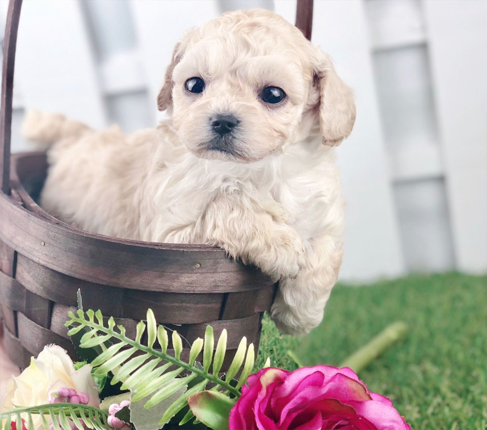 토이푸들 분양합니다