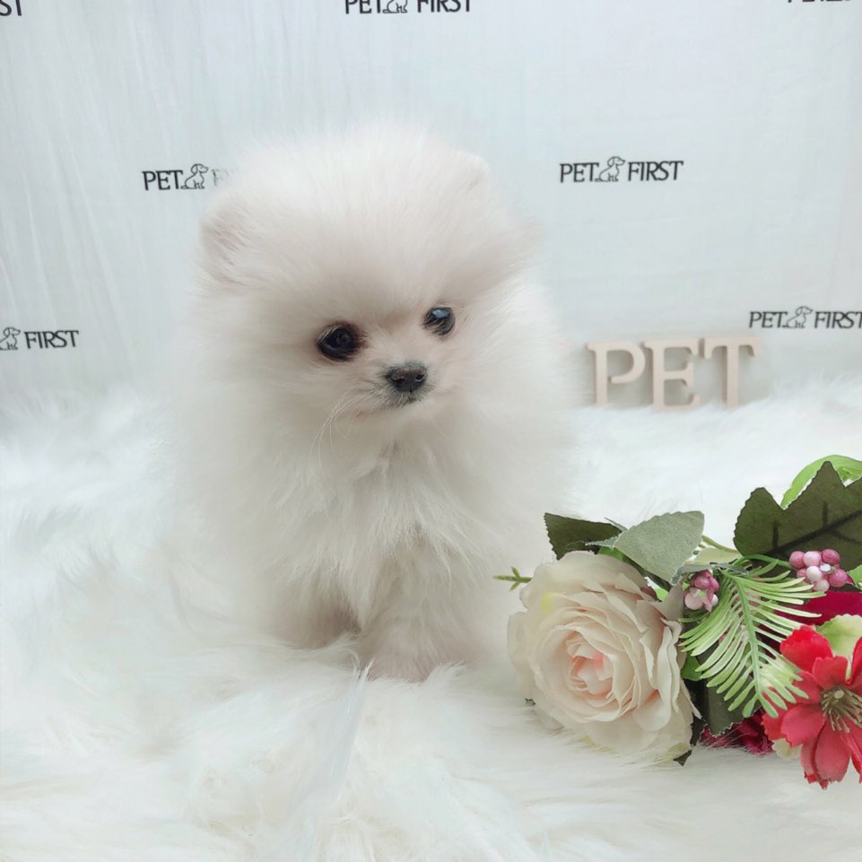 포메라니안 분양합니다