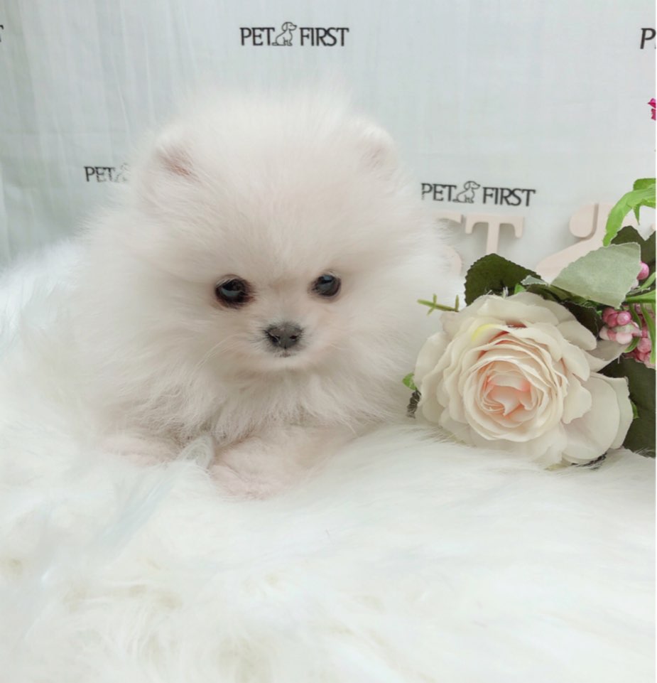 포메라니안 분양합니다