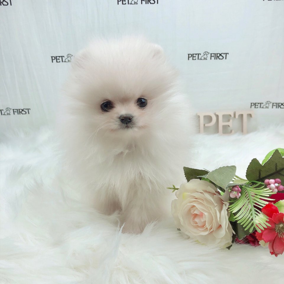 포메라니안 분양합니다