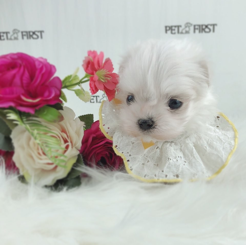 말티즈 분양합니다