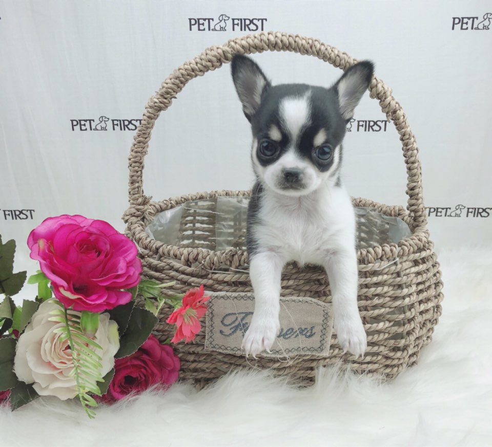 치와와 분양합니다