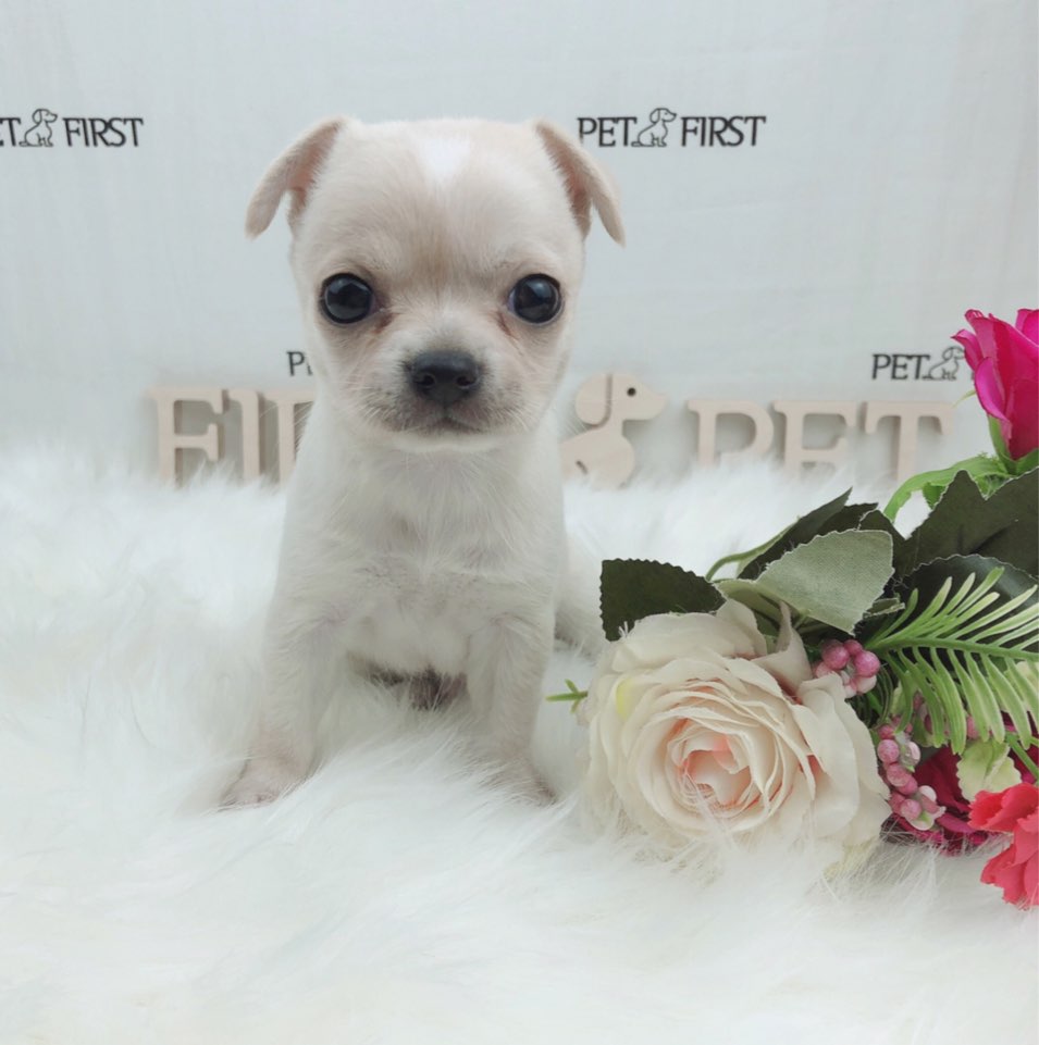 치와와 분양합니다