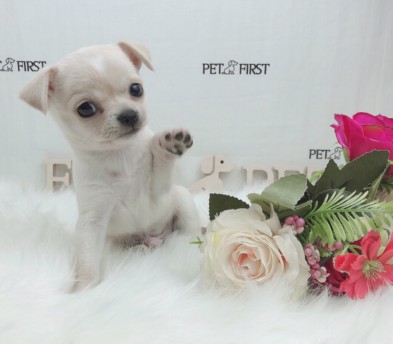 치와와 분양합니다