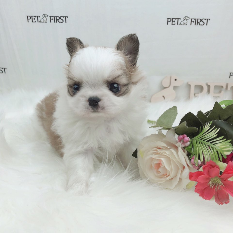 치와와 분양합니다