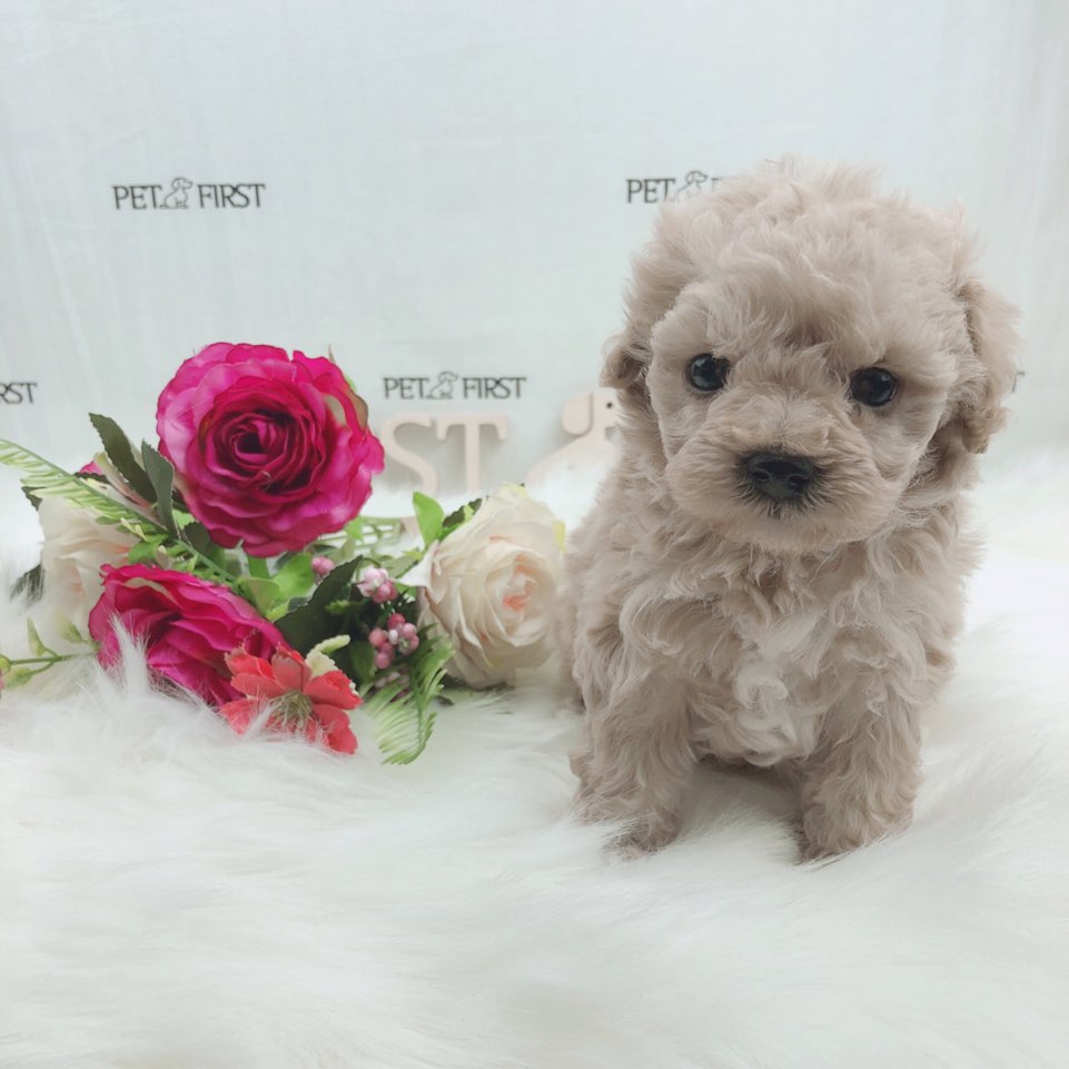 토이푸들 분양합니다