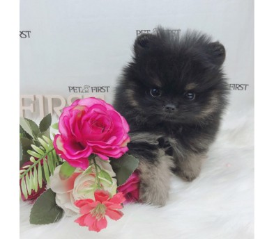 포메라니안 분양합니다