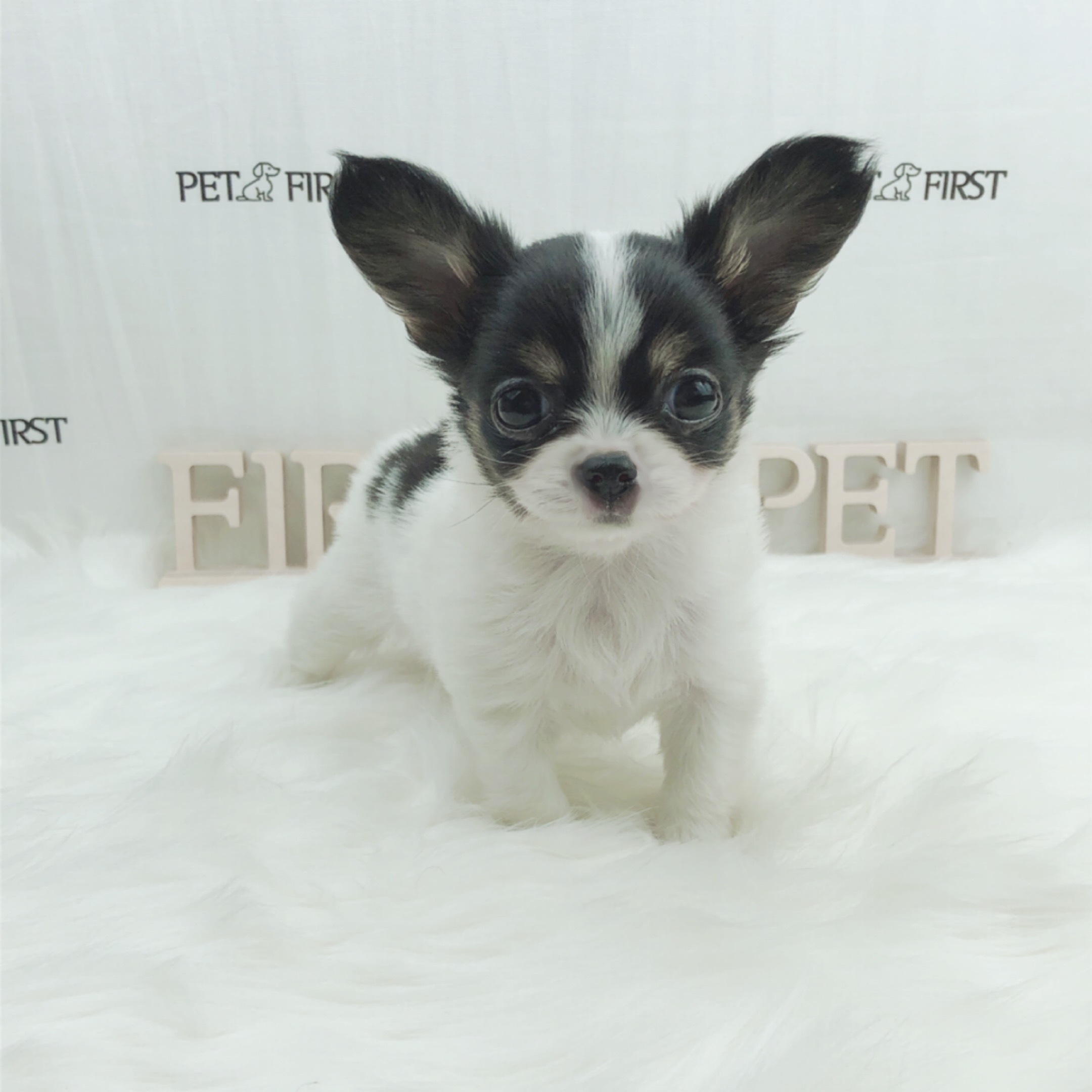 치와와 분양합니다