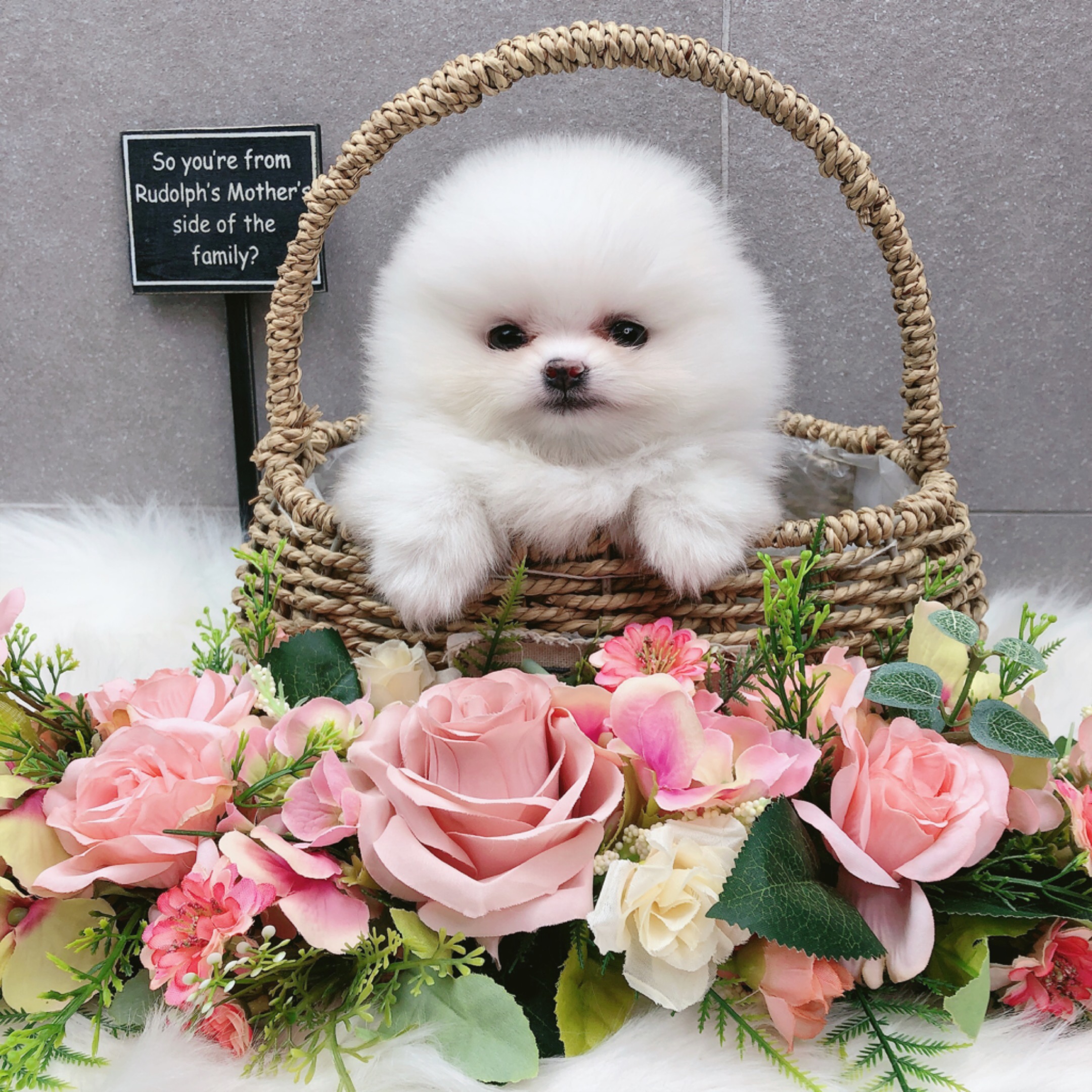 포메라니안 분양합니다