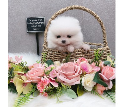 포메라니안 분양합니다