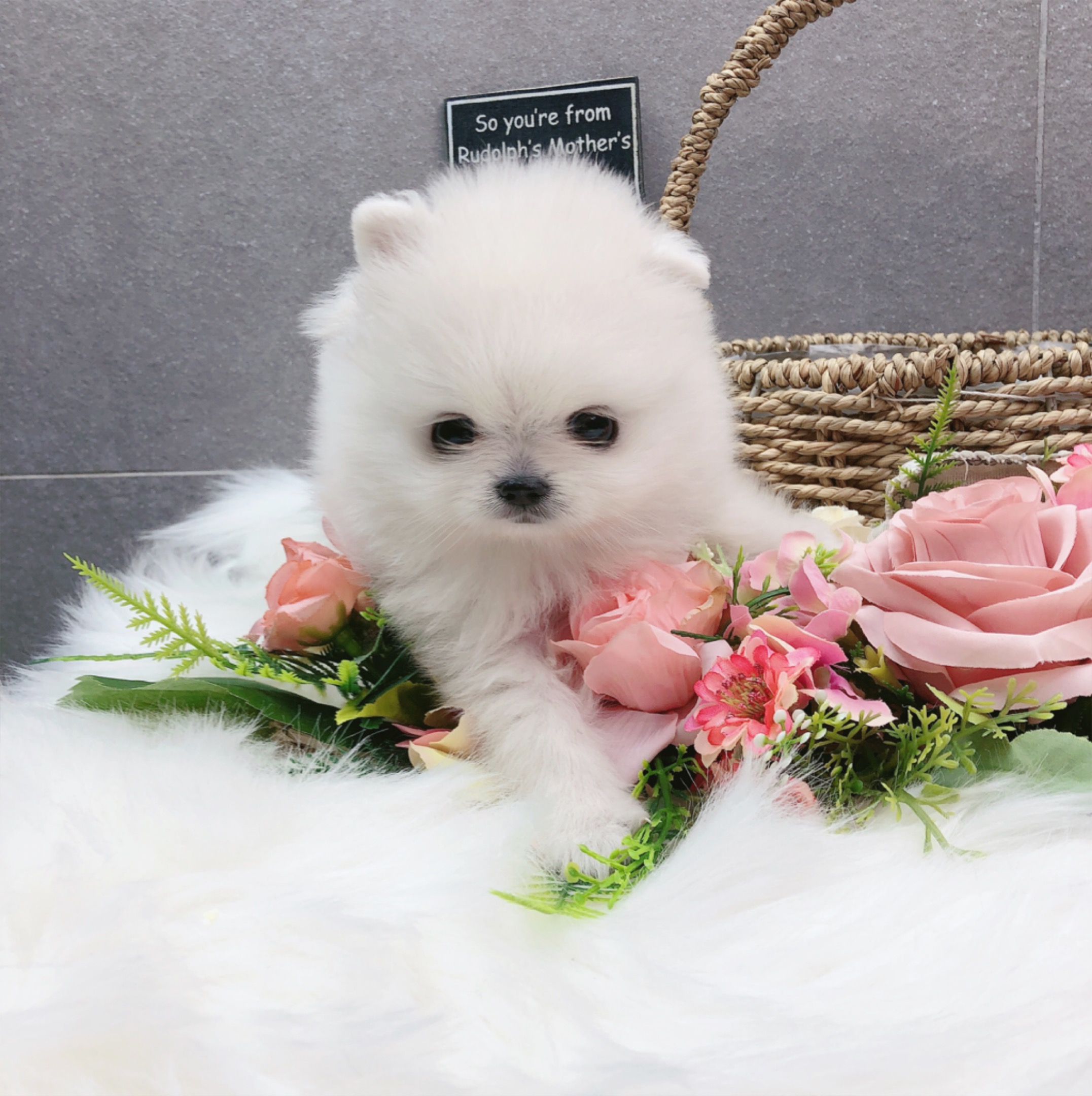 포메라니안 분양합니다