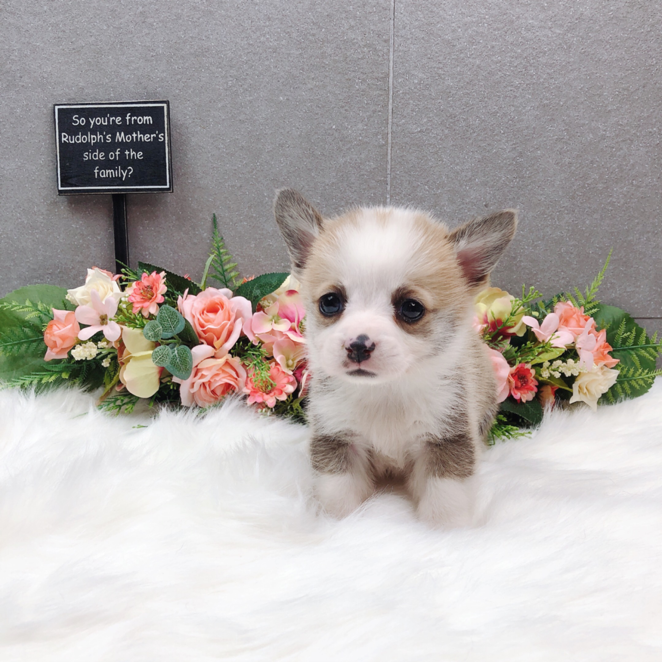 웰시코기(분양완료)