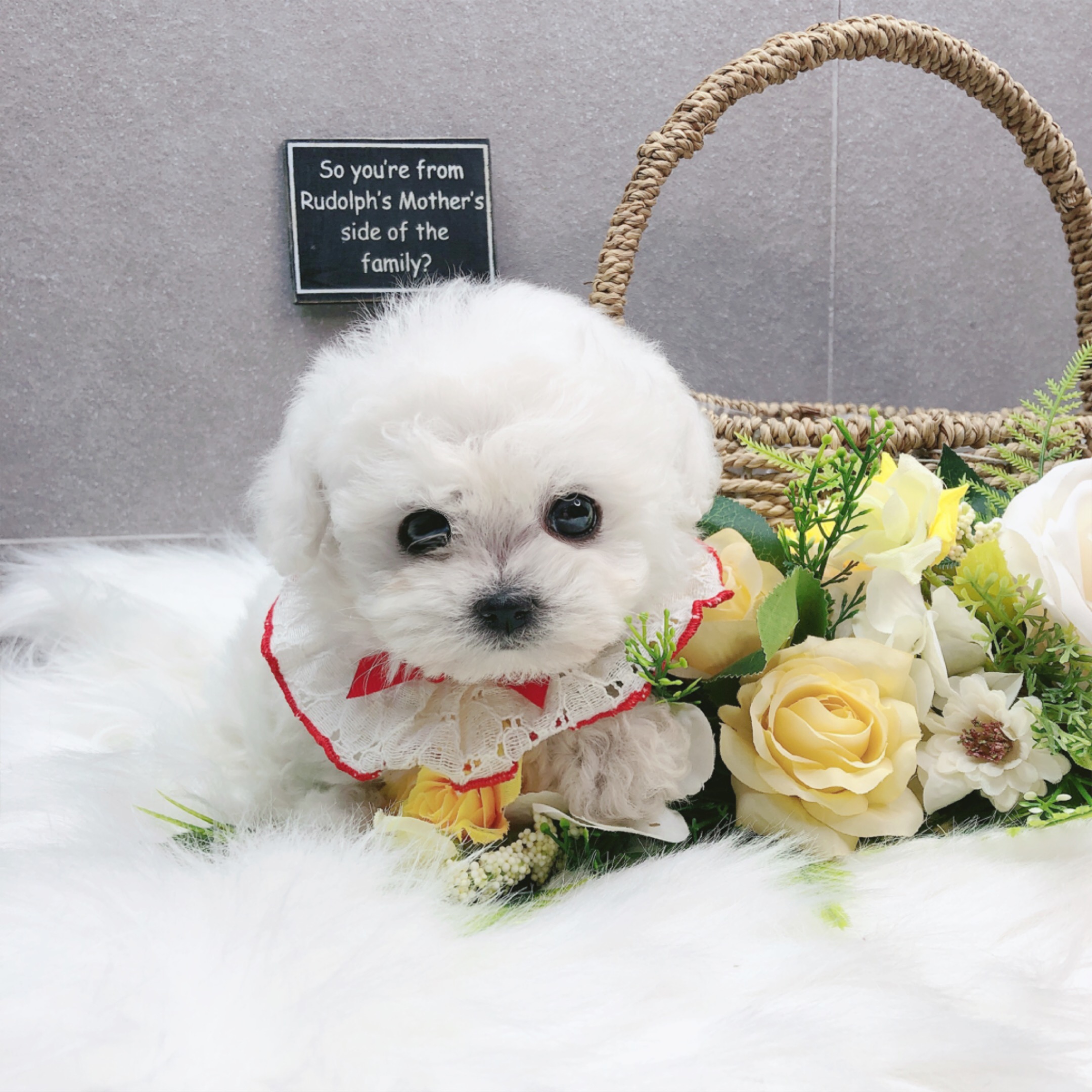 미니비숑 분양합니다