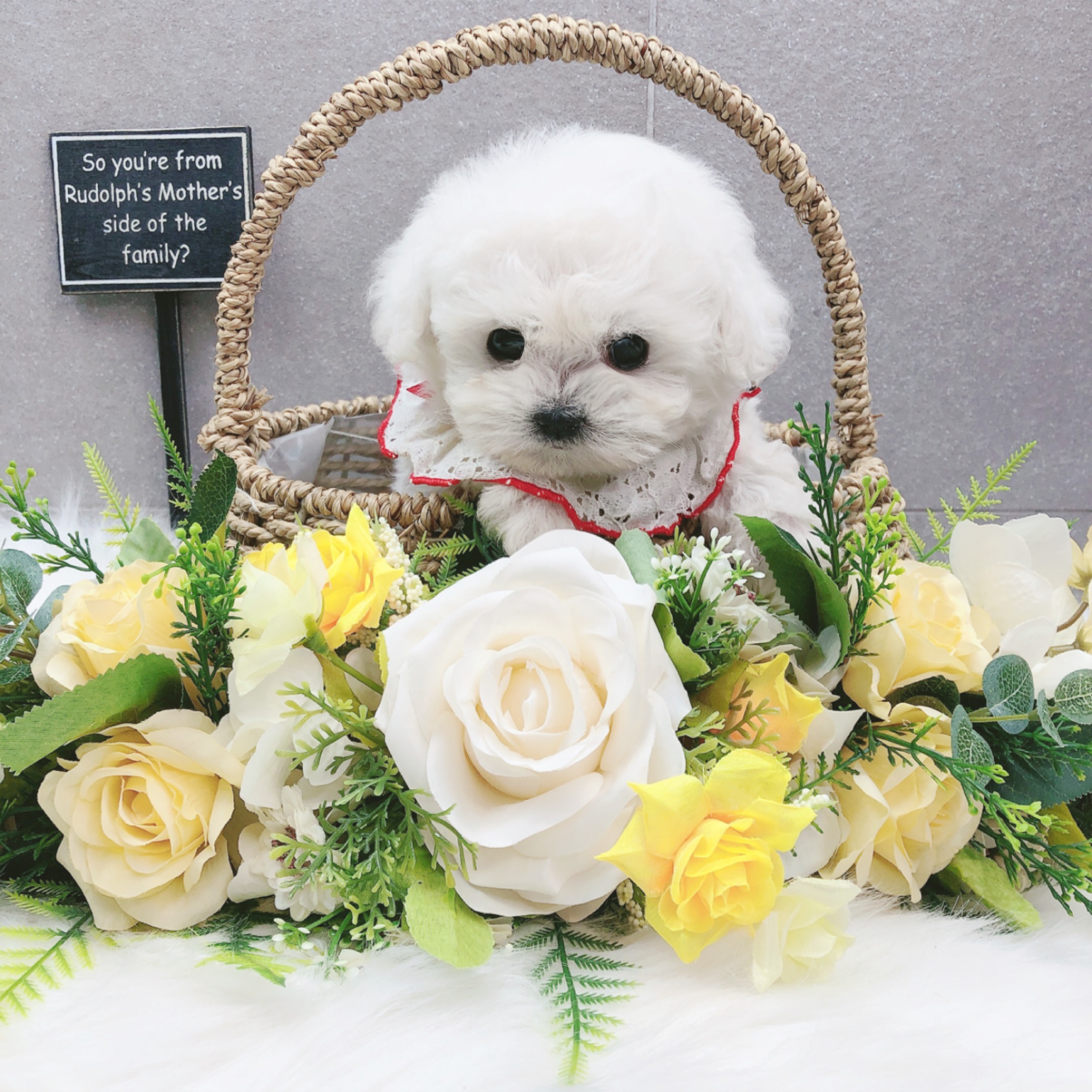 미니비숑 분양합니다