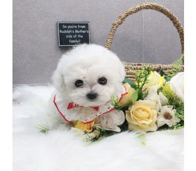 미니비숑 분양합니다