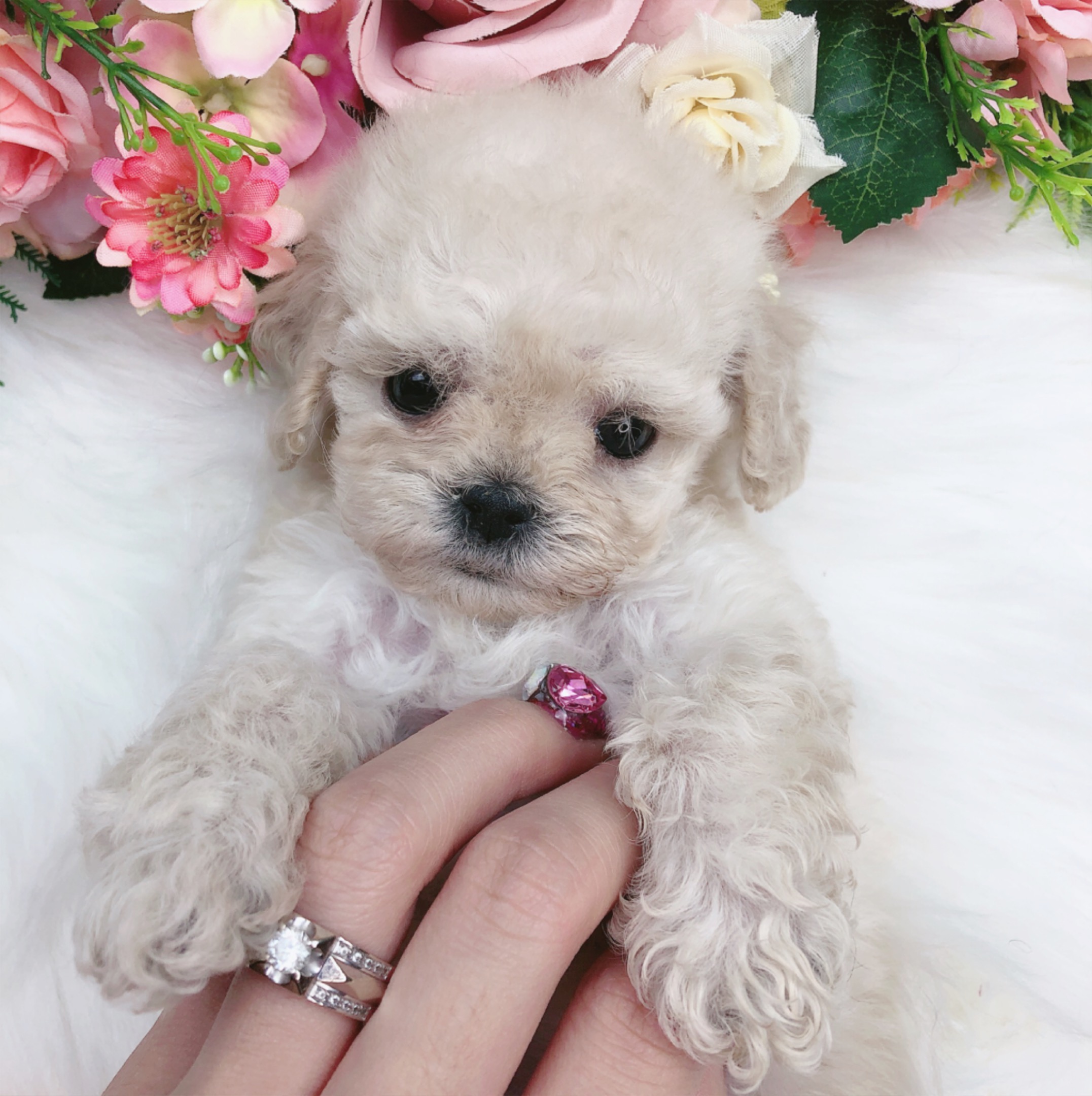 토이푸들 분양합니다