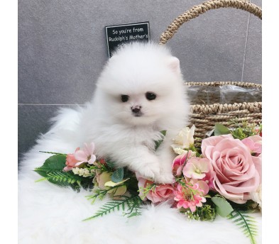 포메라니안 분양합니다