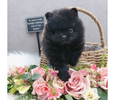 포메라니안 분양합니다