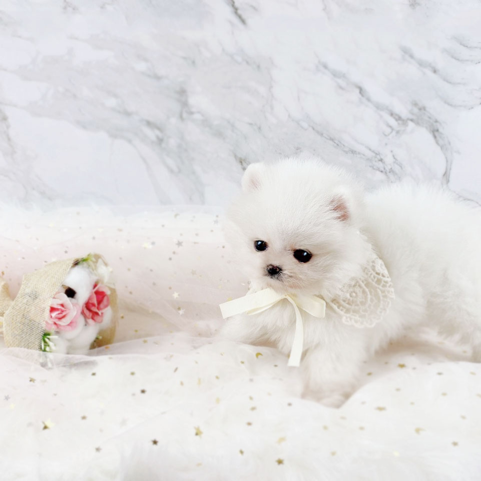 포메라니안 분양합니다