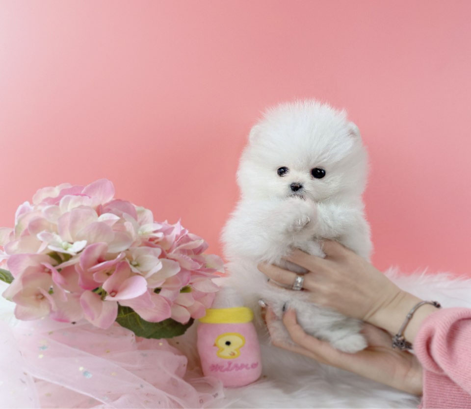 포메라니안 분양합니다