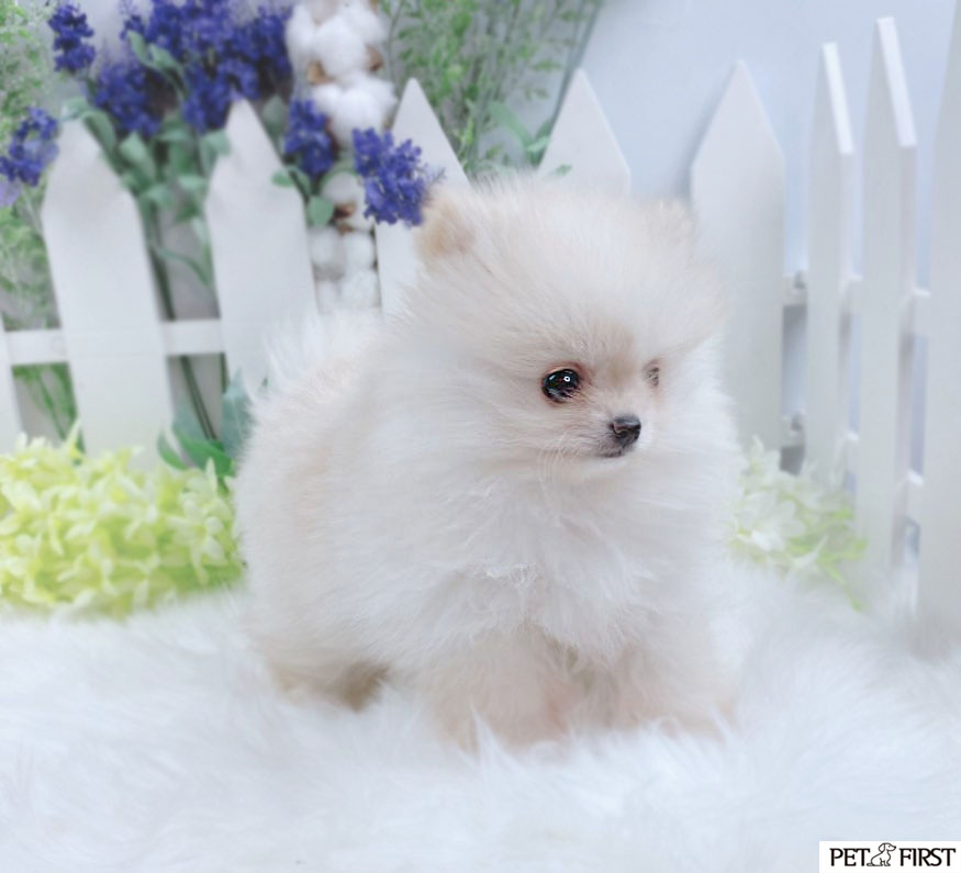 포메라니안 분양합니다