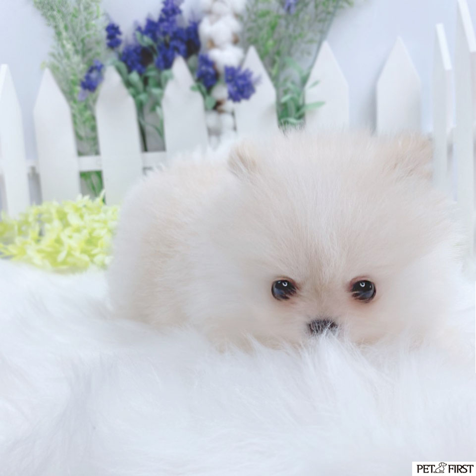 포메라니안 분양합니다