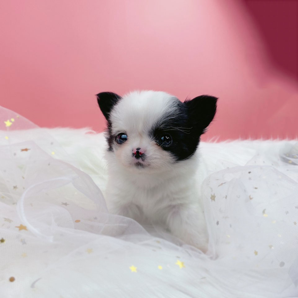 치와와 분양합니다