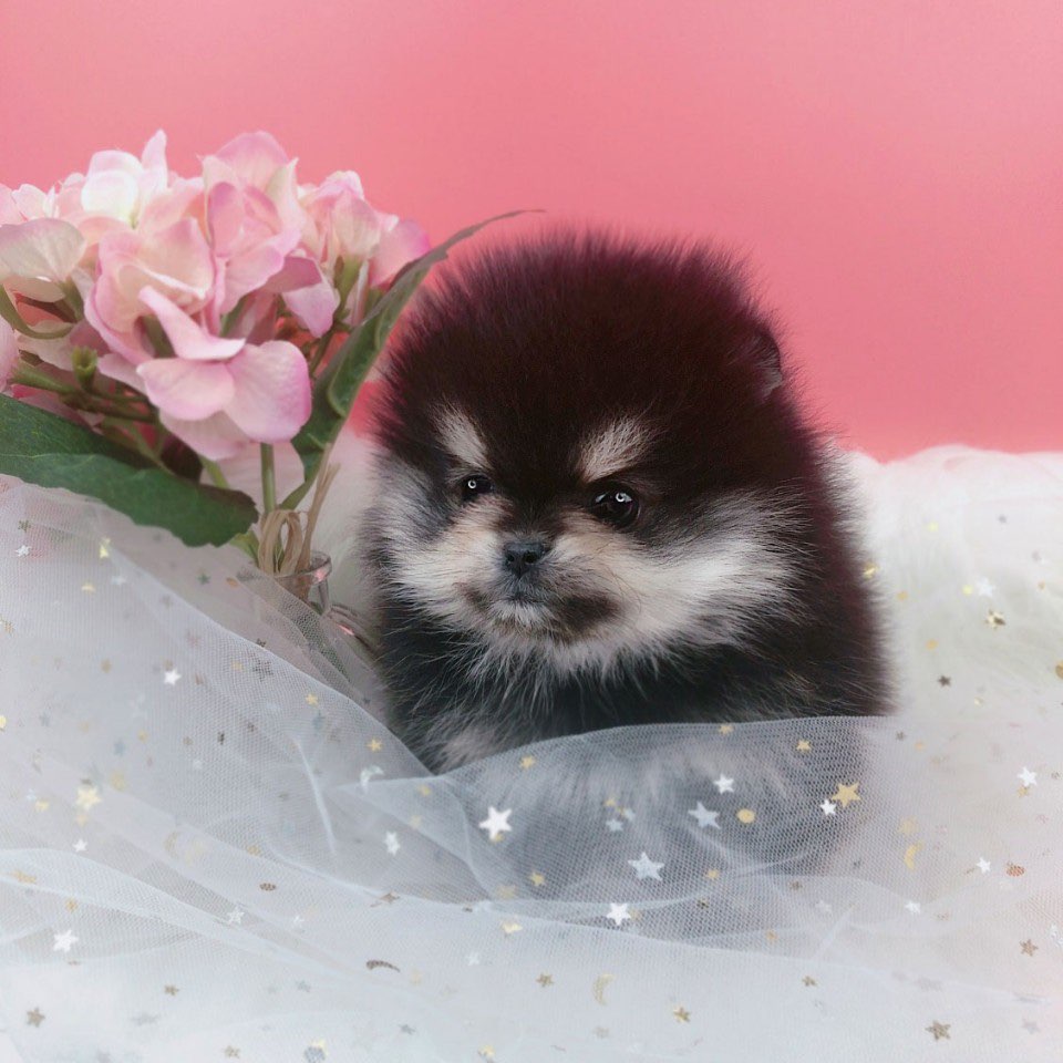 포메라니안 분양합니다