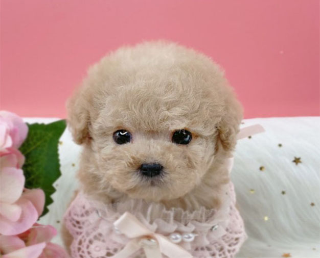 토이푸들 분양합니다