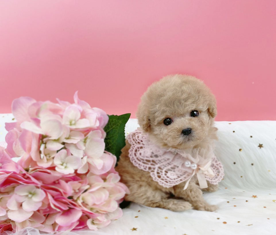 토이푸들 분양합니다