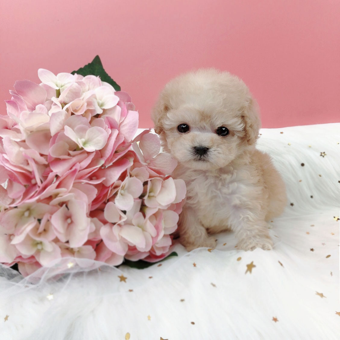 토이푸들 분양합니다