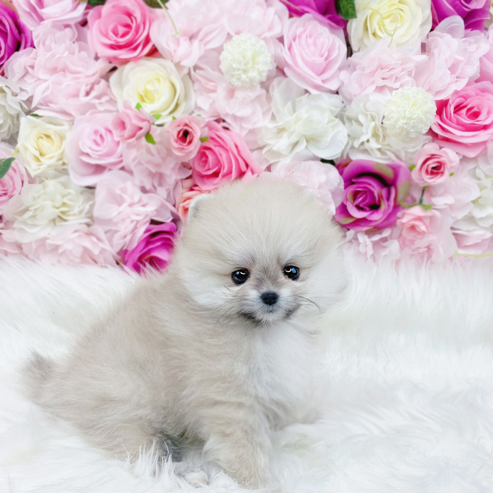 포메라니안 분양합니다