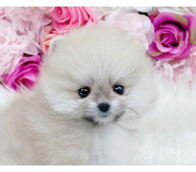 포메라니안 분양합니다